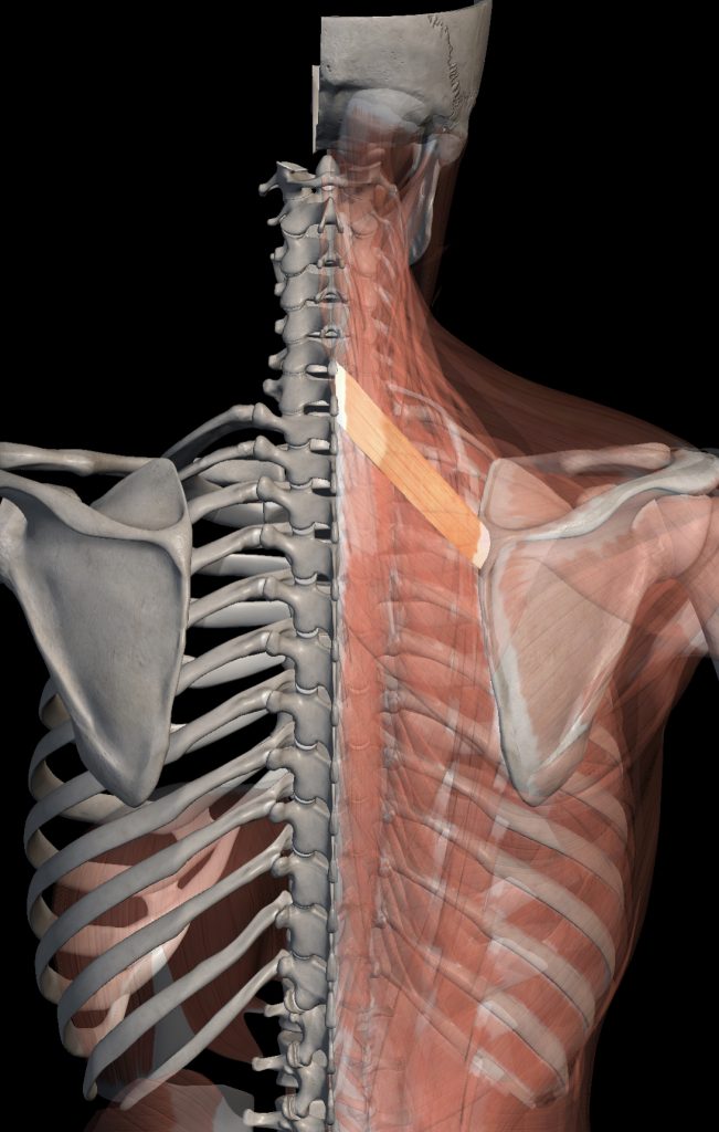 A view of the human skeletal muscles is shown with the rhomboid minor highlighted at the top of the scapula to the part of the spine just below the neck.